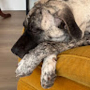 Meet your Posher, Martin